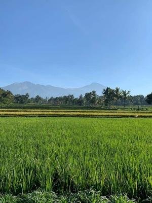 walk tetebatu