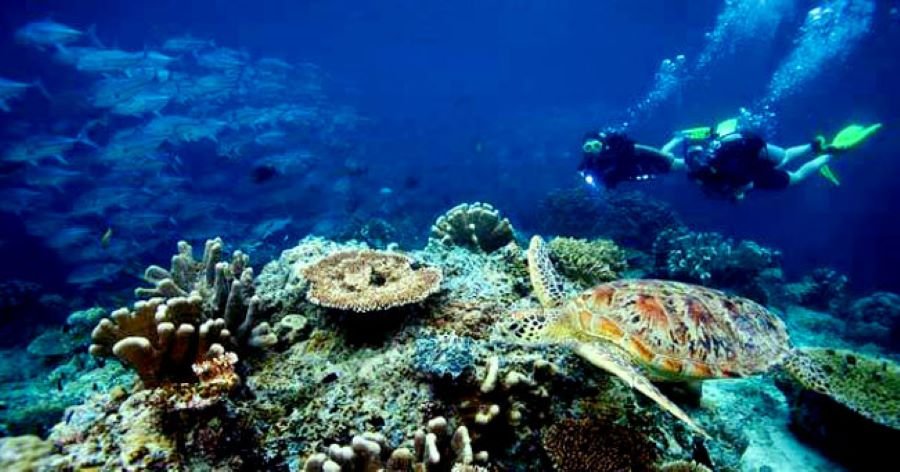 Gili Gede high dive