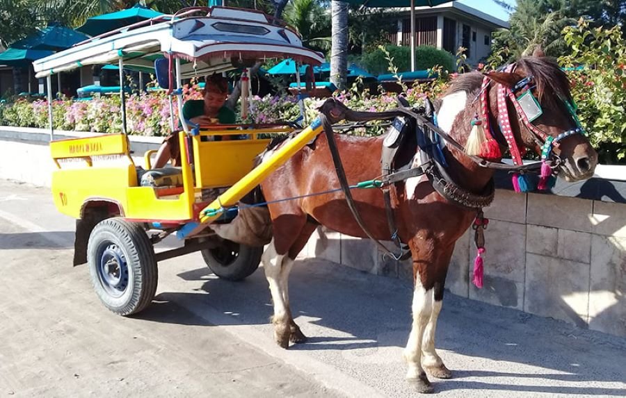Gili Meno horse cart