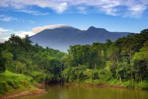 jungle in Tetebatu
