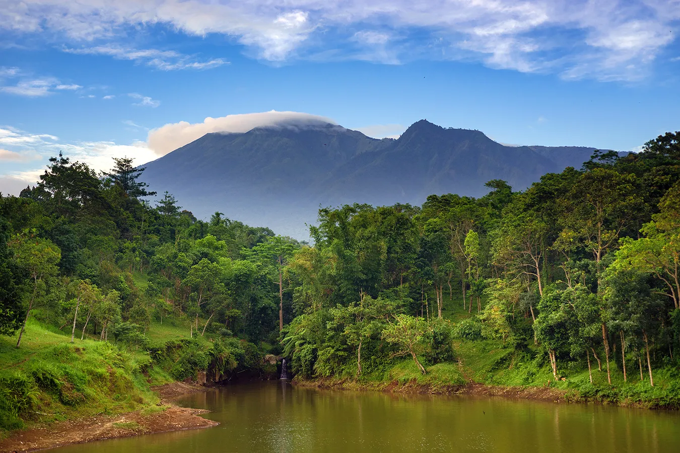 jungle in Tetebatu