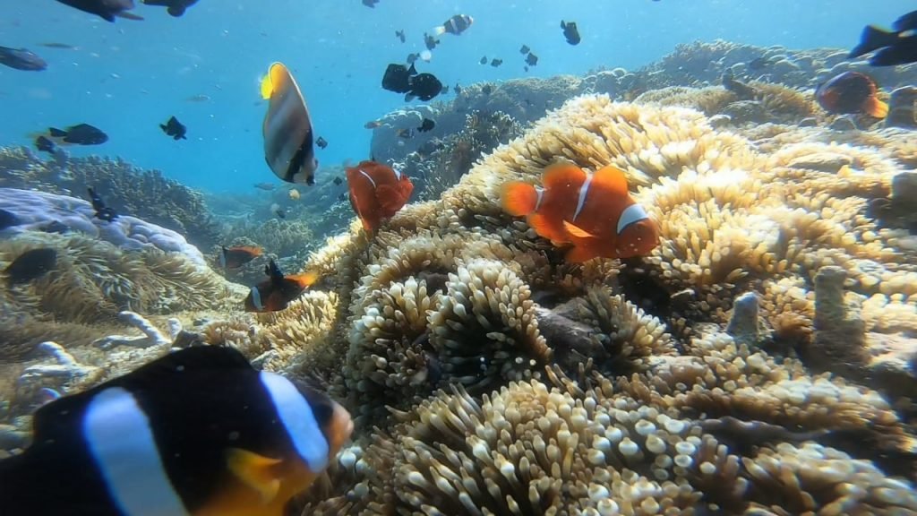 Gili Gede Google Maps