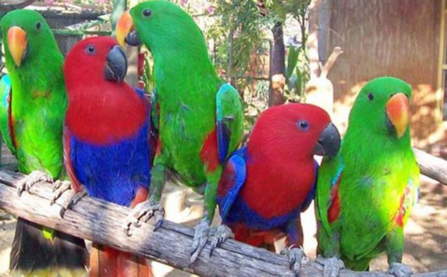 Gili Meno Zoo