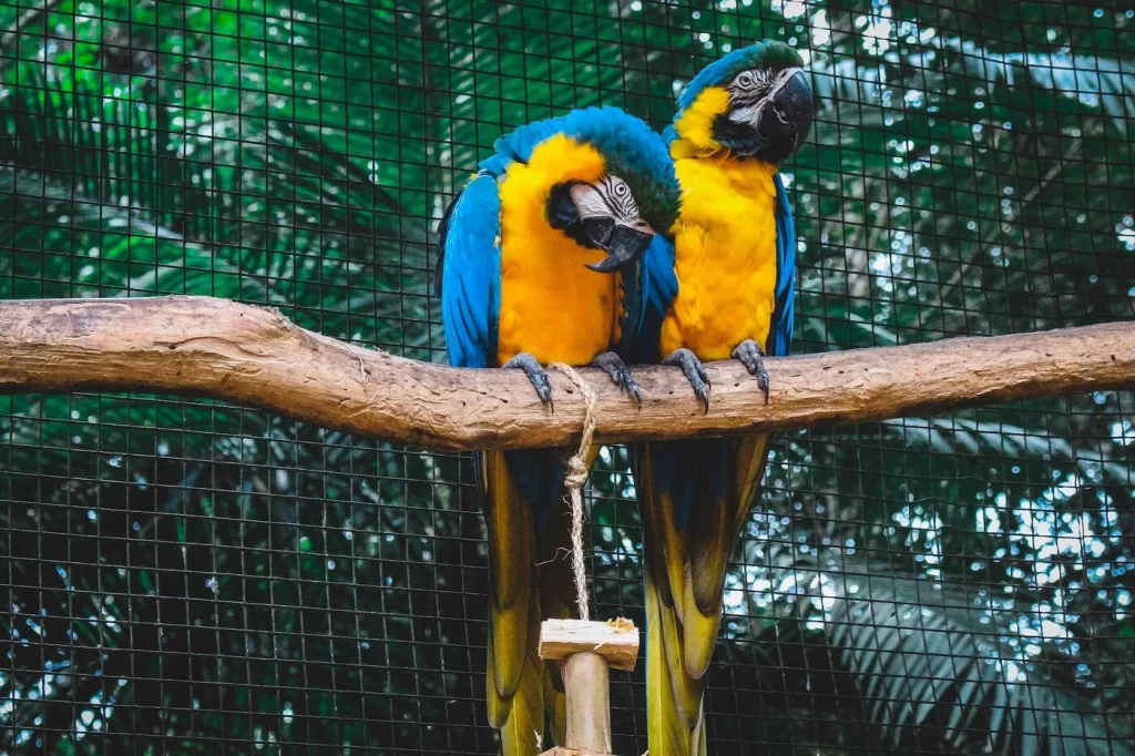 Gili Meno Zoo