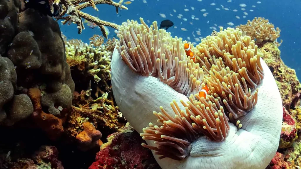 Gili Trawangan dive sites