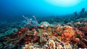 Gili Trawangan dive sites