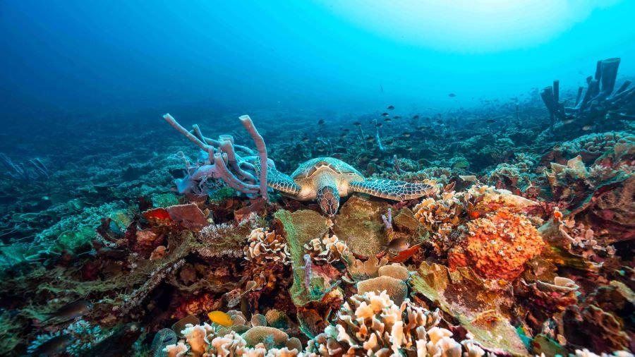 Gili Trawangan dive sites