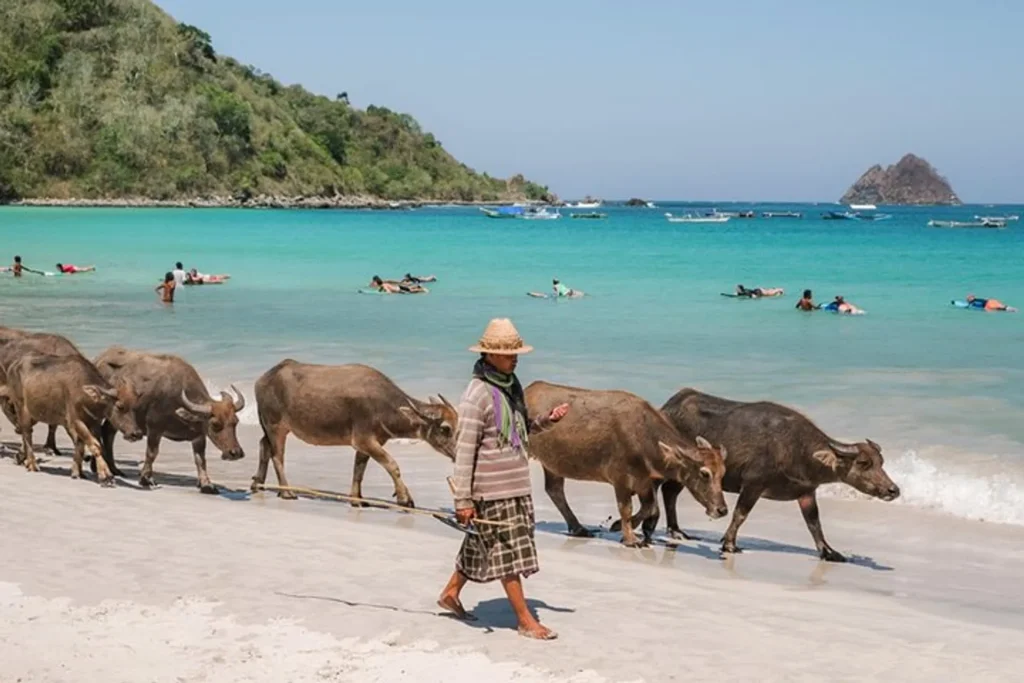 Selong Belanak beach cows