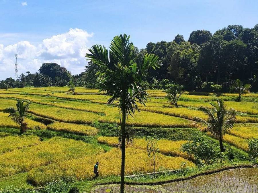 Excursion Tetebatu Lombok