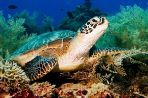 Gili Air turtles