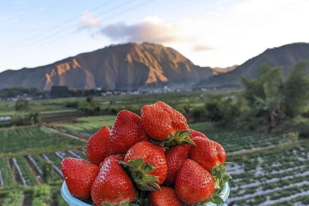 Sembalun strawberry farm