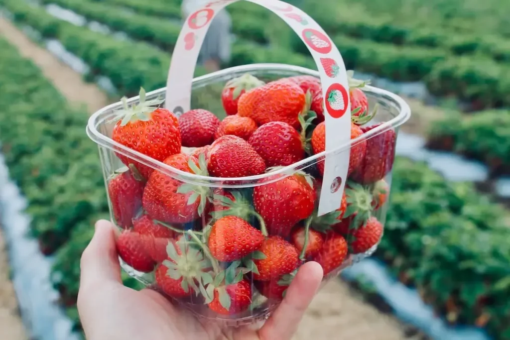 Sembalun strawberry farm