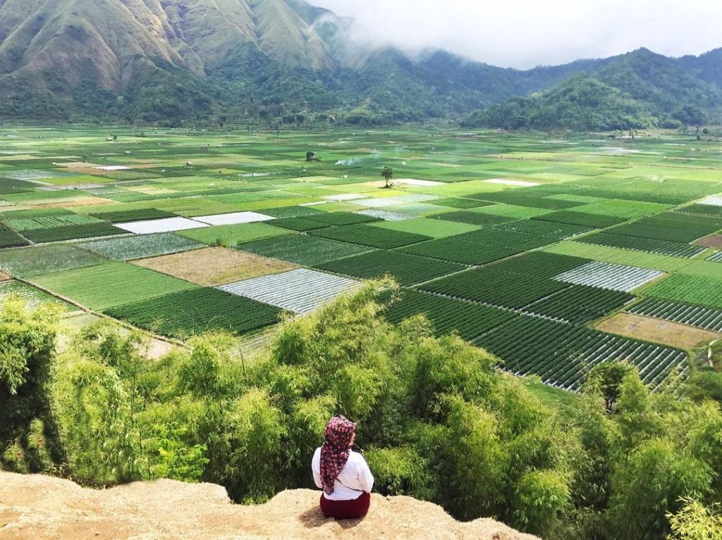 Sembalun strawberry farm
