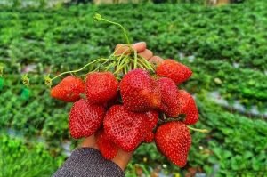 Sembalun strawberry farm
