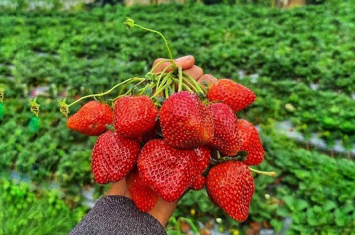 Sembalun strawberry farm