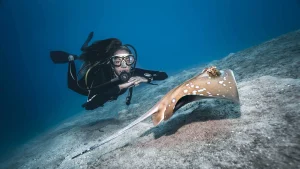 Gili Trawangan manta dive