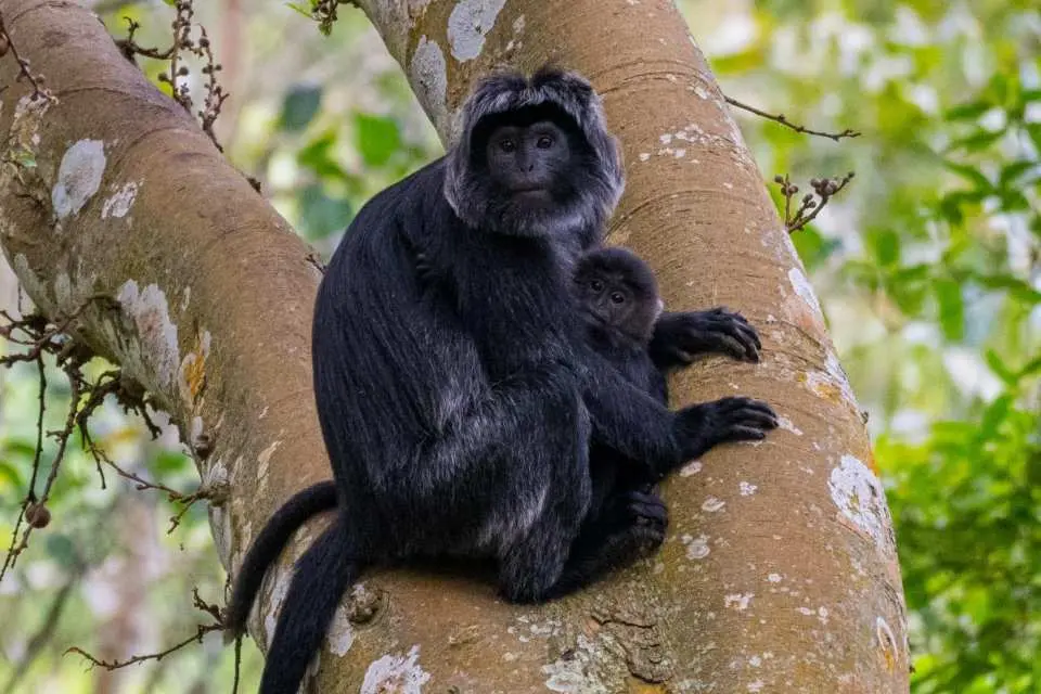Tetebatu black monkey