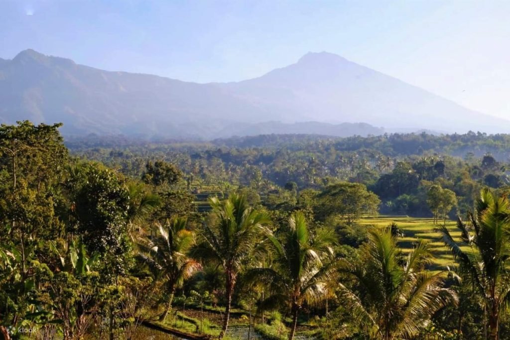 Tetebatu jungle