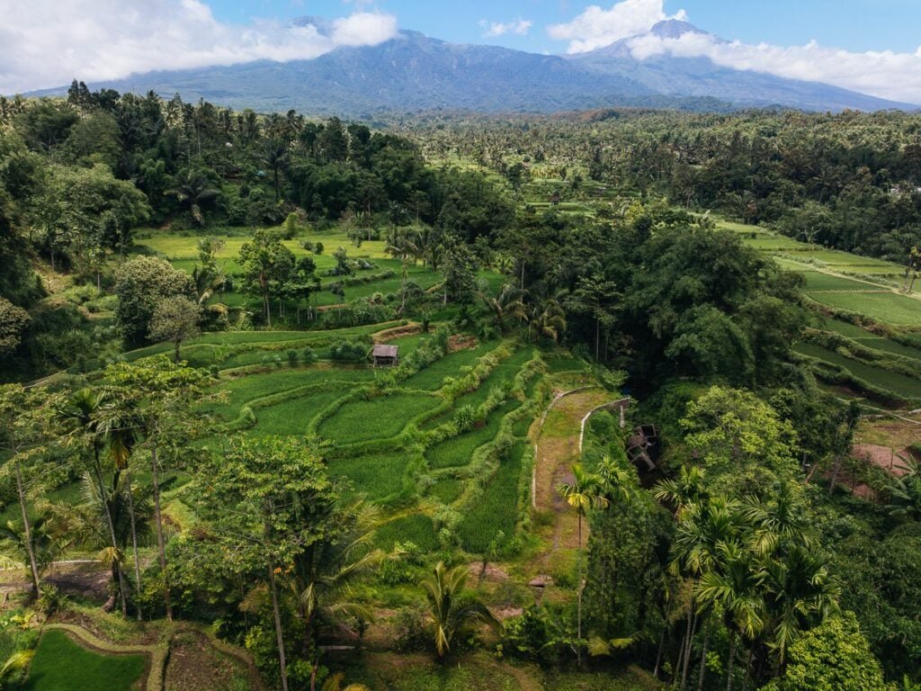 Tetebatu jungle