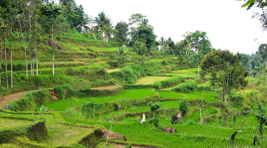 Tetebatu Homestay