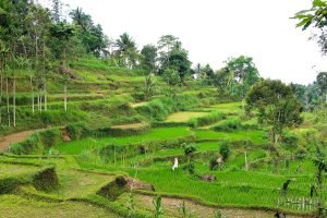 Tetebatu forecast